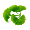 Estratto di centella asiatica, uno degli ingredienti attivi PURA